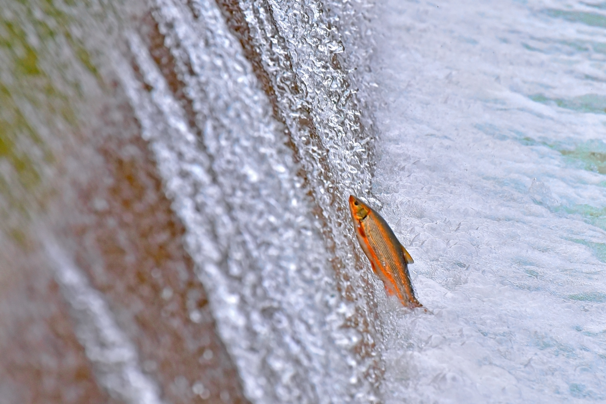 DSC_6835-1.jpg