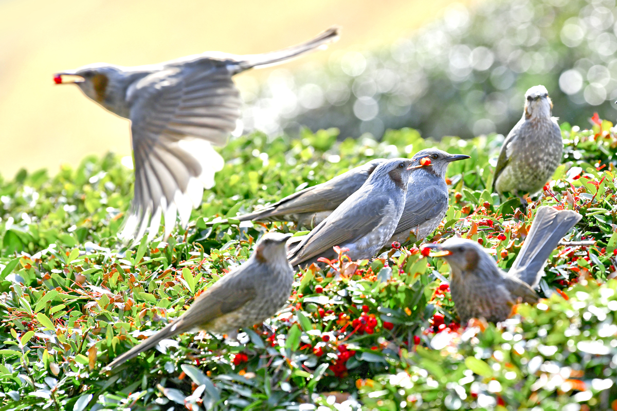 DSC_7479-1.jpg