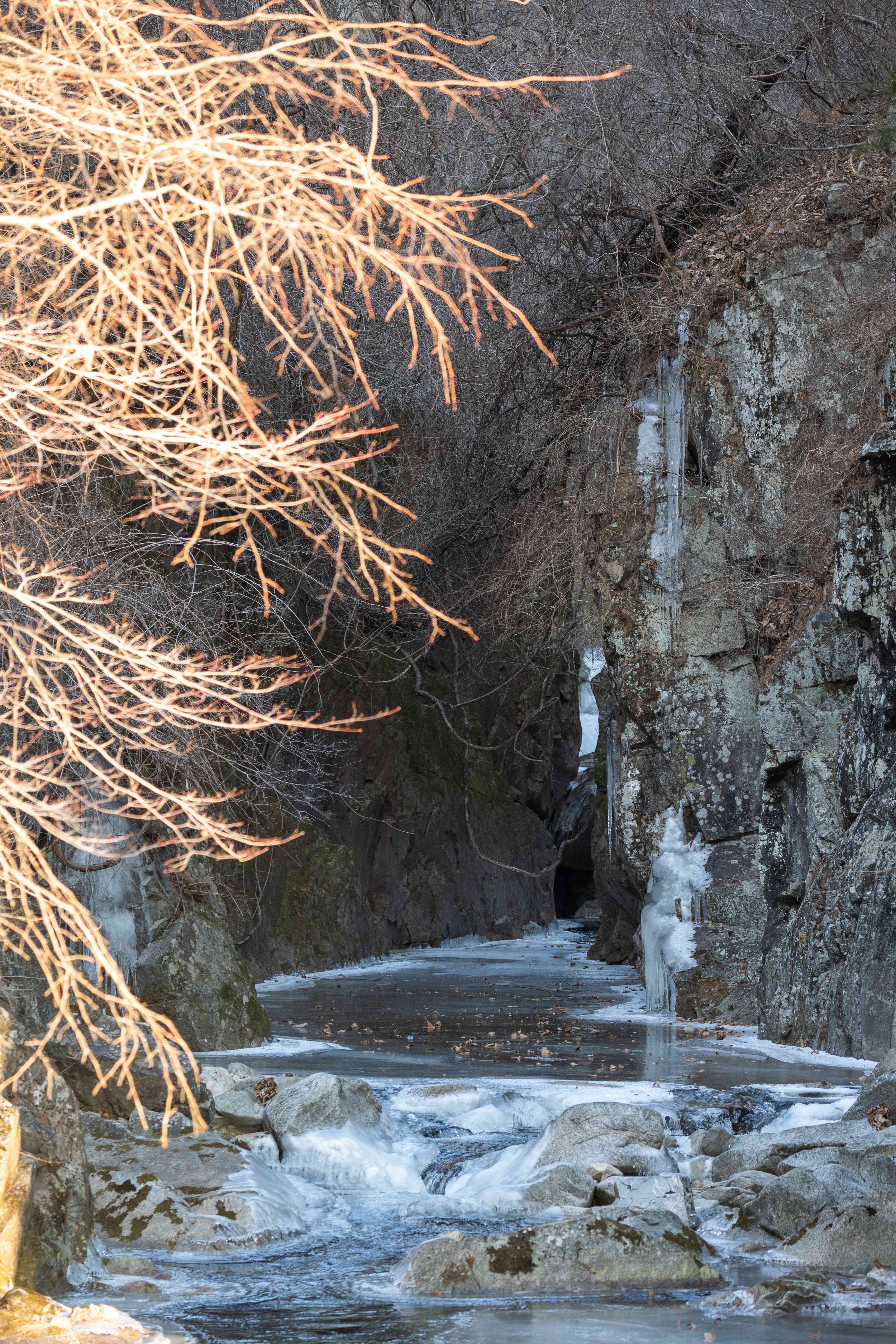 산양_3 (2).jpg