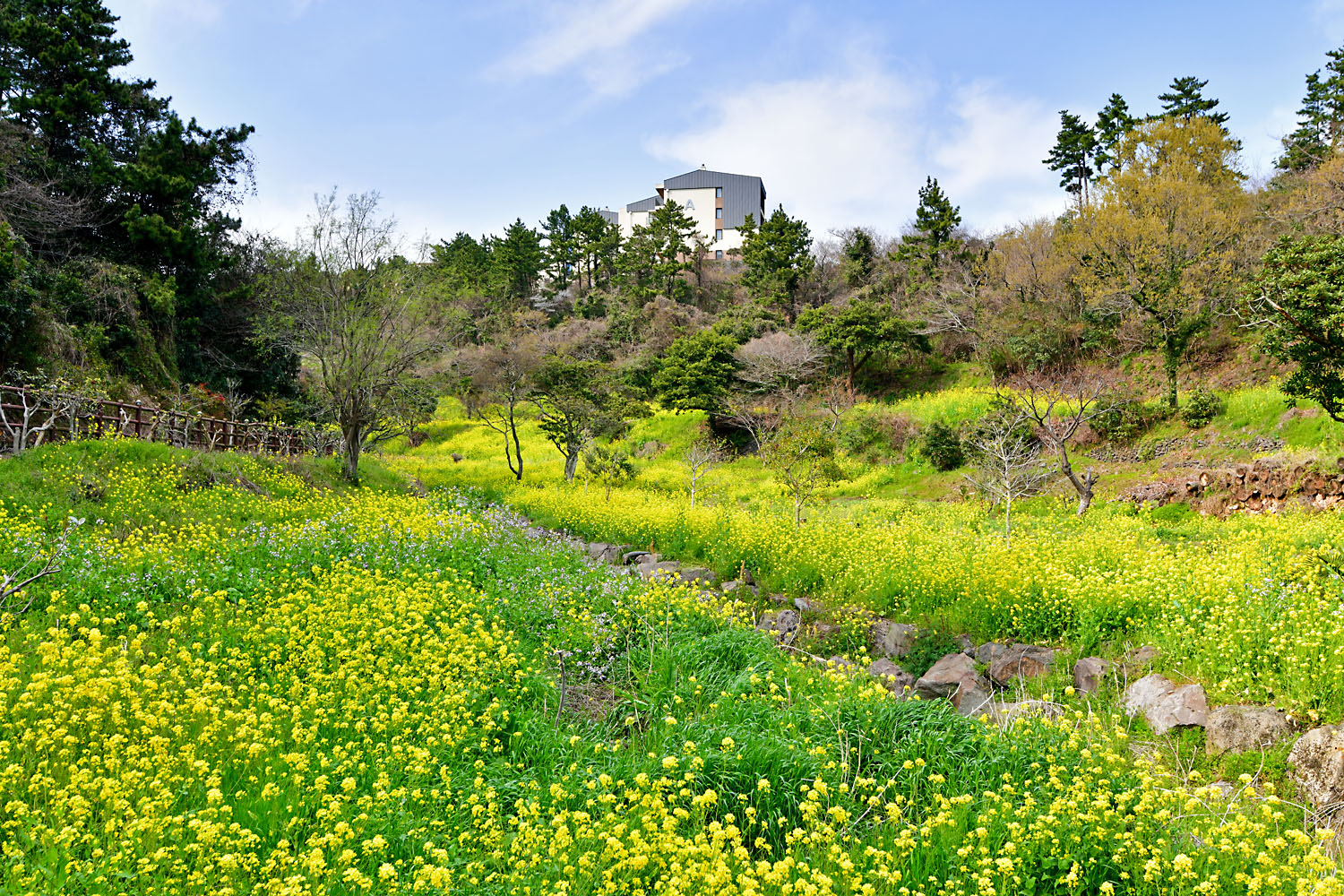 20250401-DSC_3588-s.jpg