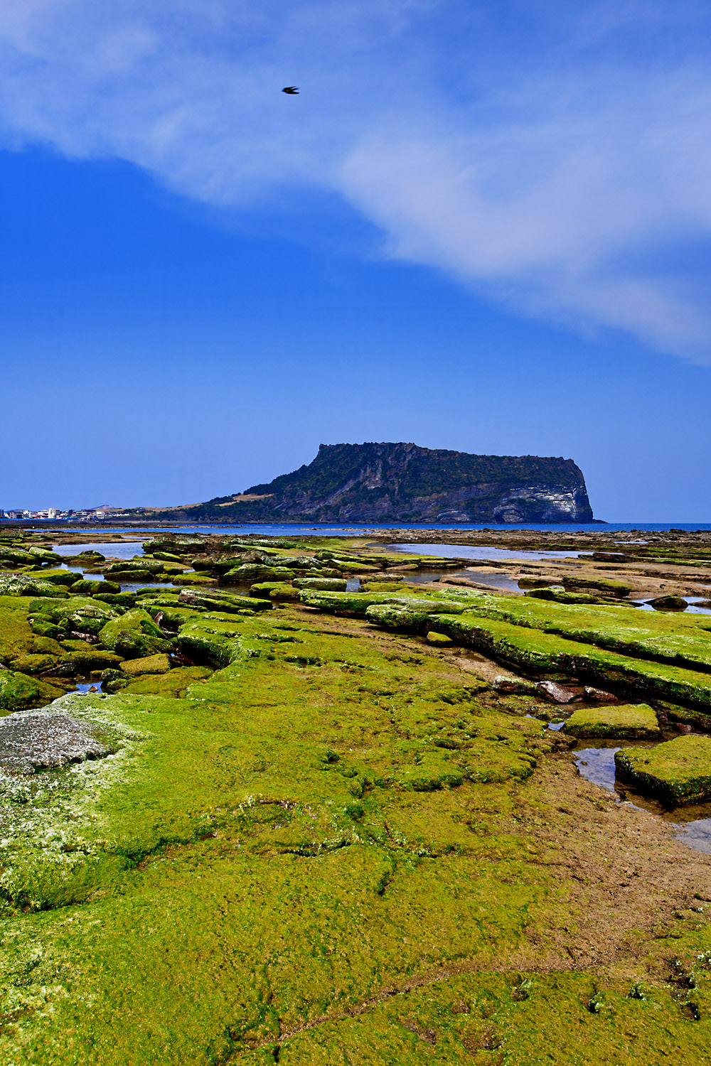 20250331-DSC_3444-p1-s.jpg