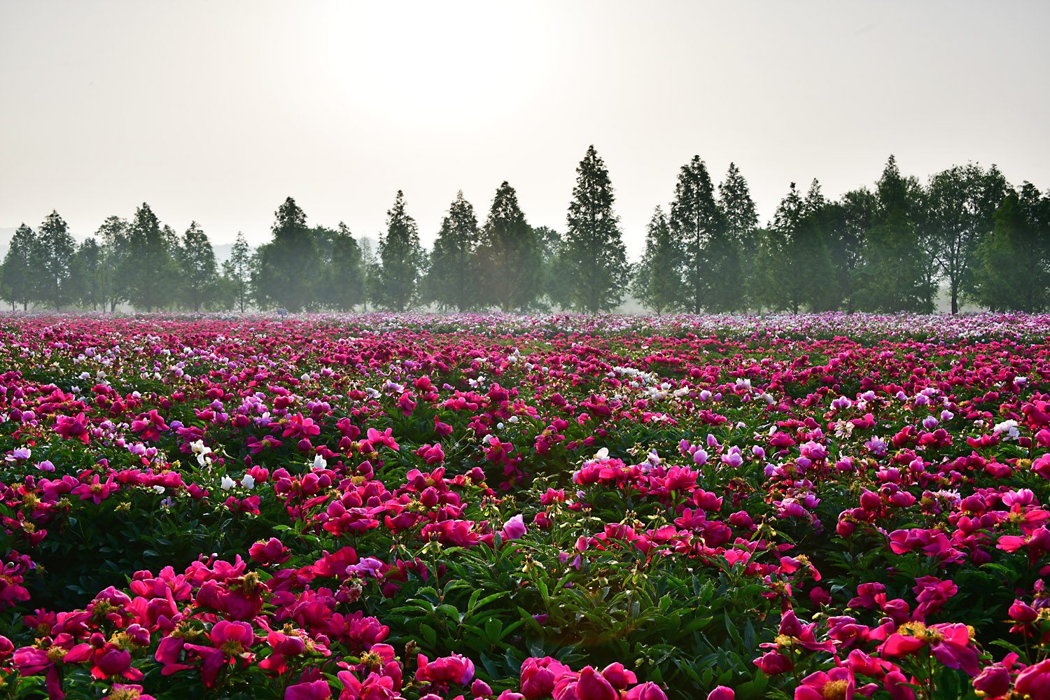 20250520-DSC_7641-p-s.jpg