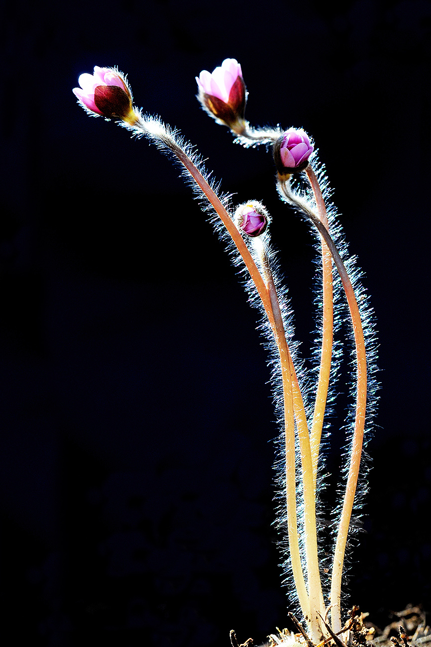 20100321DSC_2233-pp-s.jpg