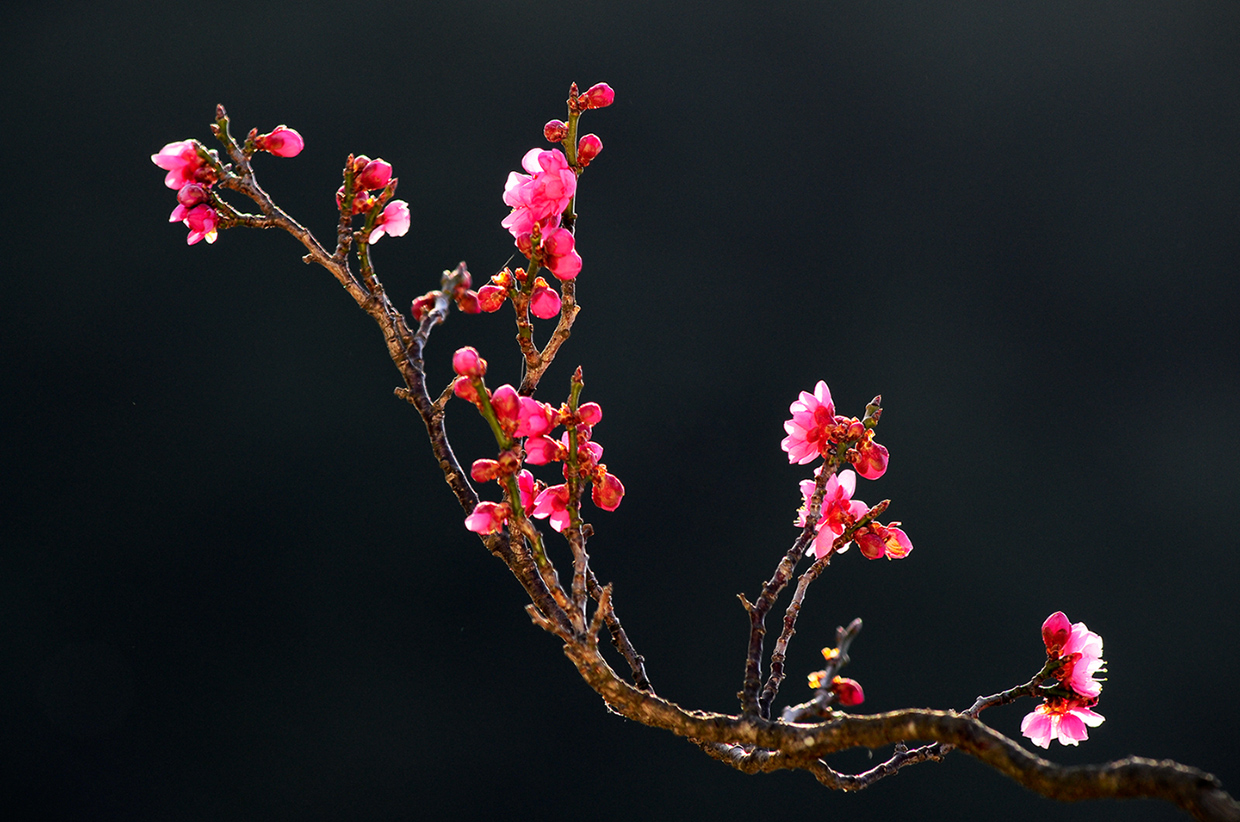 20100321DSC_2368-s.jpg