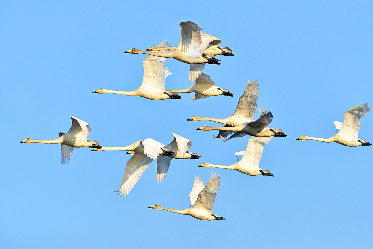 20150220-DSC_4343-p-s.jpg