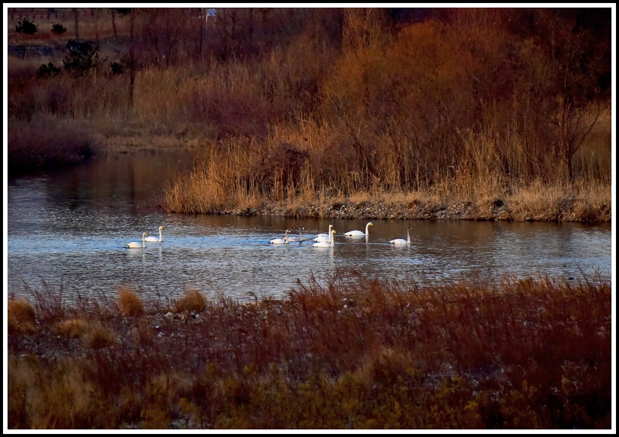 DSC_9460-1.jpg